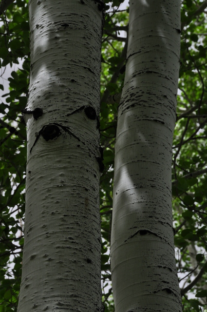 Big Al Trail of aspens